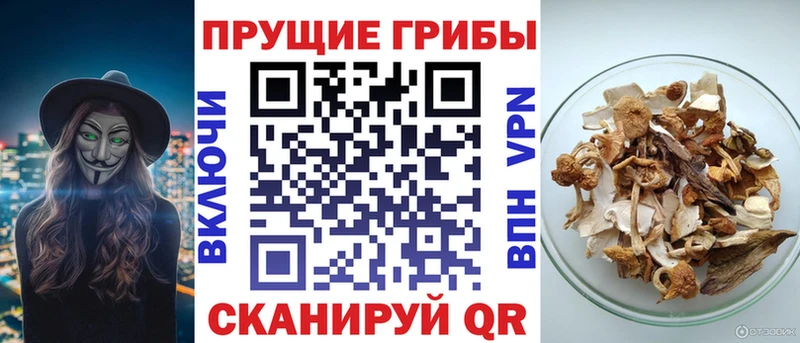 дарк нет формула  Баймак  Галлюциногенные грибы Psilocybe  цены наркотик 
